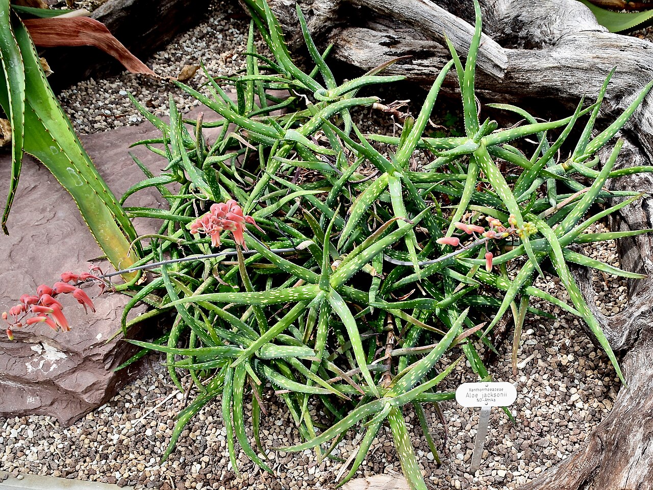 Aloe jacksonii: Aloe jacksonii. Berggarten Hannover.