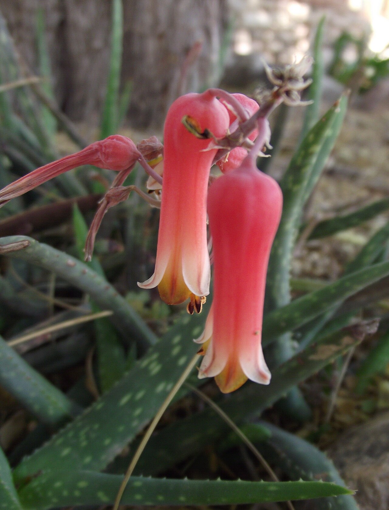 Aloe jacksonii: Aloe jacksonii at Desert Botanical Garden, Phoenix, Arizona, USA. Identified by sign.