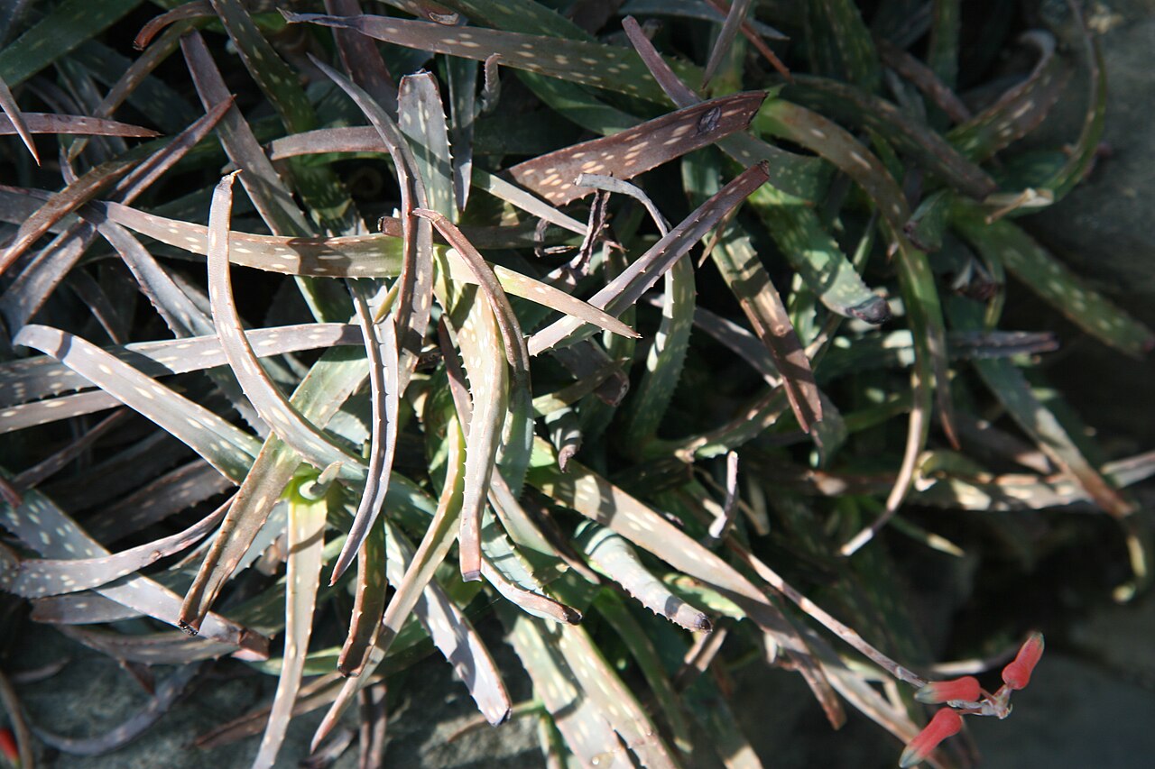 Aloe jacksonii: Location taken: Longwood Gardens, Kennett Square, Pennsylvania.. Names: Aloe jacksonii Reynolds, Alo Classification: Plantae > Magnoliophyta > Liliopsida > Aspa