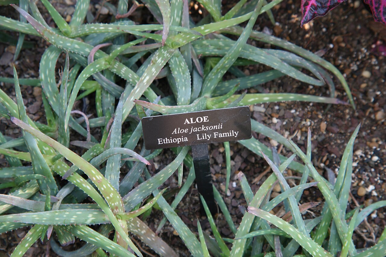 Aloe jacksonii: Location taken: Longwood Gardens, Kennett Square, Pennsylvania.. Names: Aloe jacksonii Reynolds, Alo Classification: Plantae > Magnoliophyta > Liliopsida > Aspa