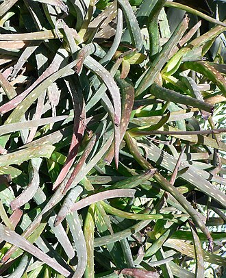 Aloe jacksonii: Pictures taken by myself at Longwood Gardens