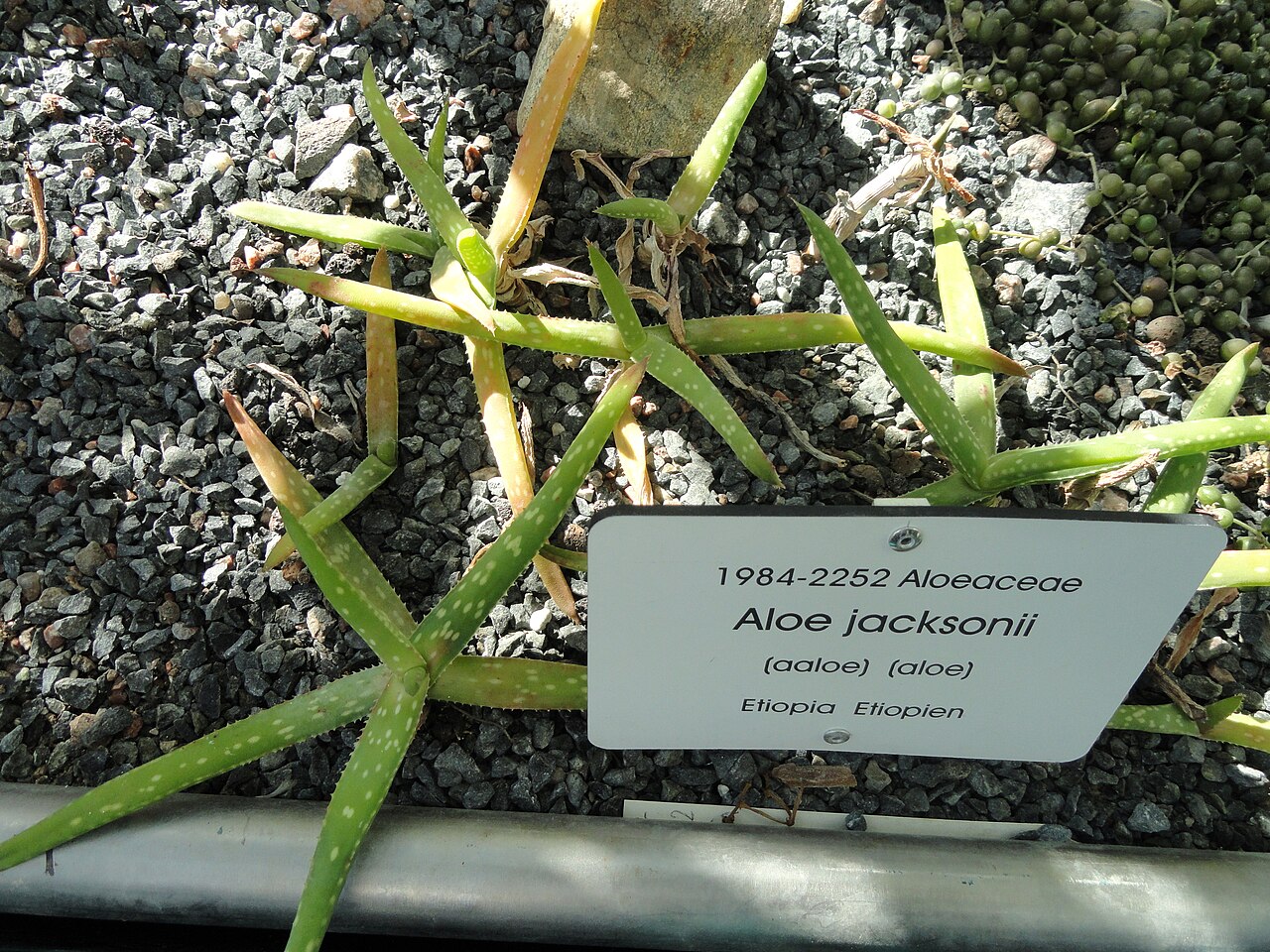 Aloe jacksonii: Botanical specimen. The University of Helsinki Botanical Garden at Kaisaniemi