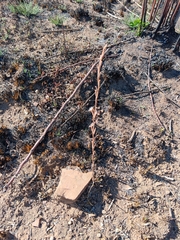 Aloe jeppeae (Aloe jeppeae)