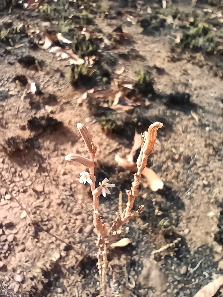 Aloe jeppeae (Aloe jeppeae)