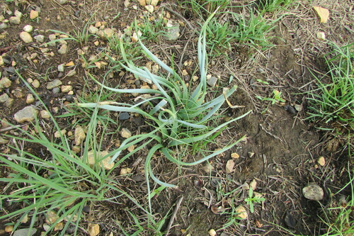 Aloe jeppeae (Aloe jeppeae)