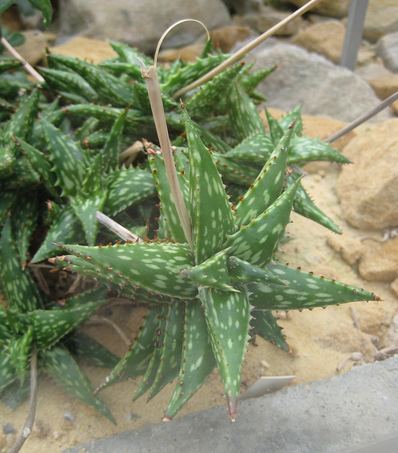 Aloe jucunda: Aloe jucunda im Botanischen Garten Dresden