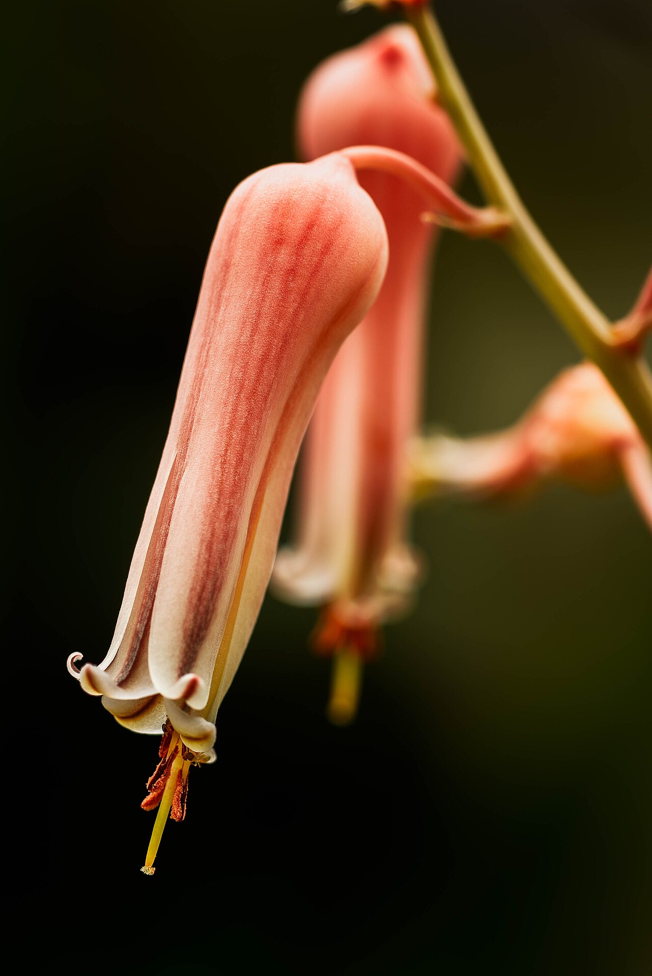 Aloe jucunda: flower of Aloe jucunda