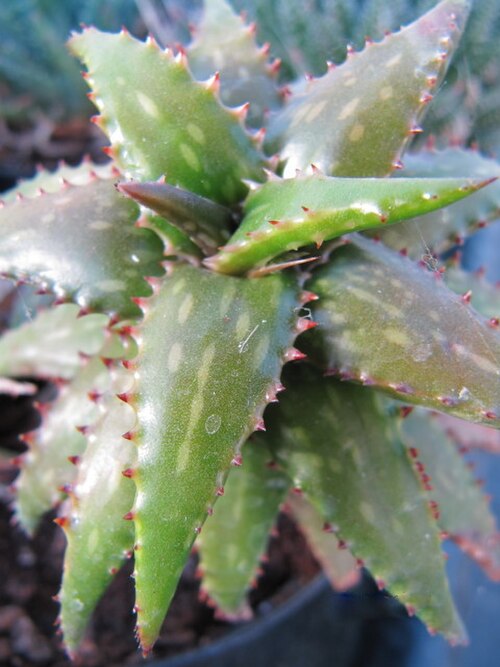 Aloe jucunda: Aloe jucunda