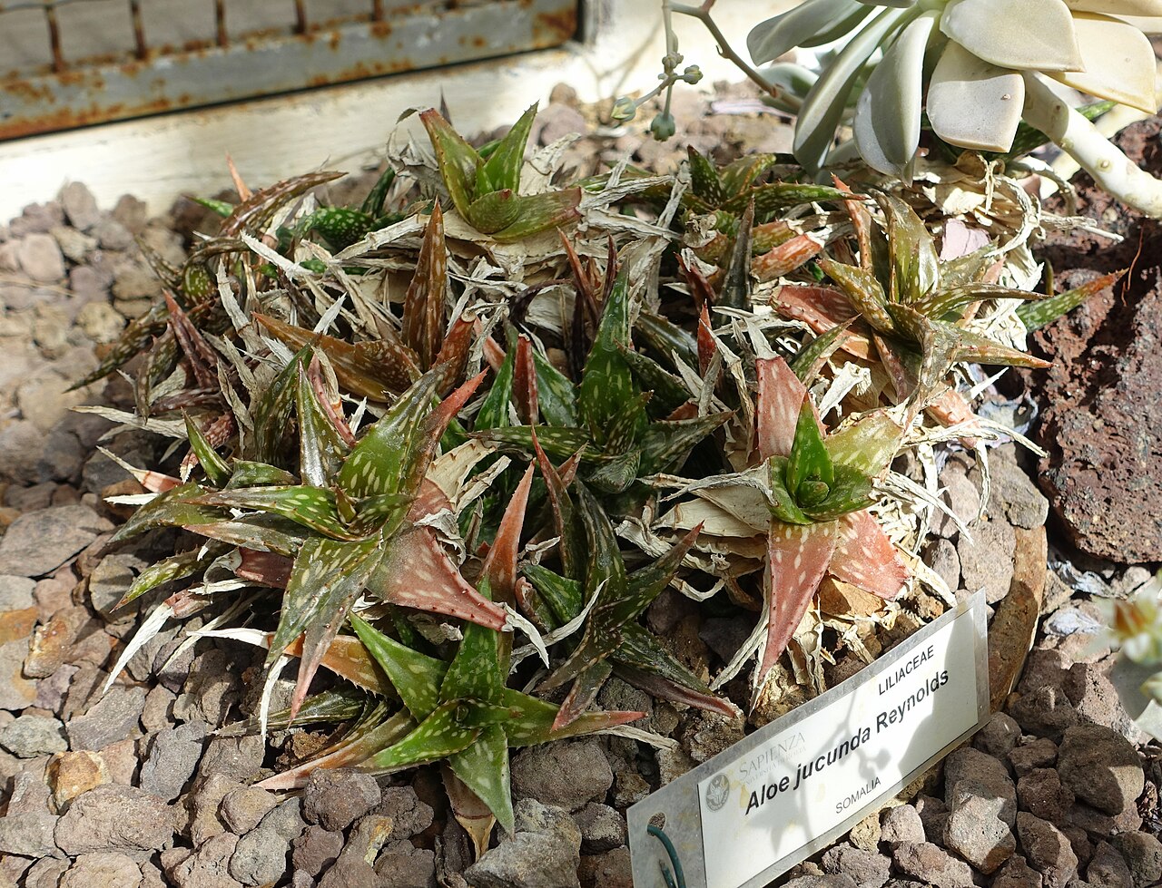 Aloe jucunda: Botanical specimen in the Orto botanico - Rome, Italy.