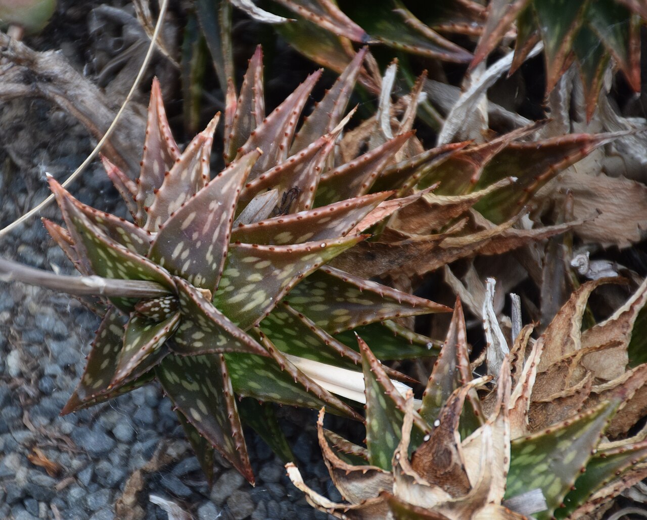 Aloe jucunda: Aloe jucunda in Dunedin Botanic Garden, Dunedin, New Zealand