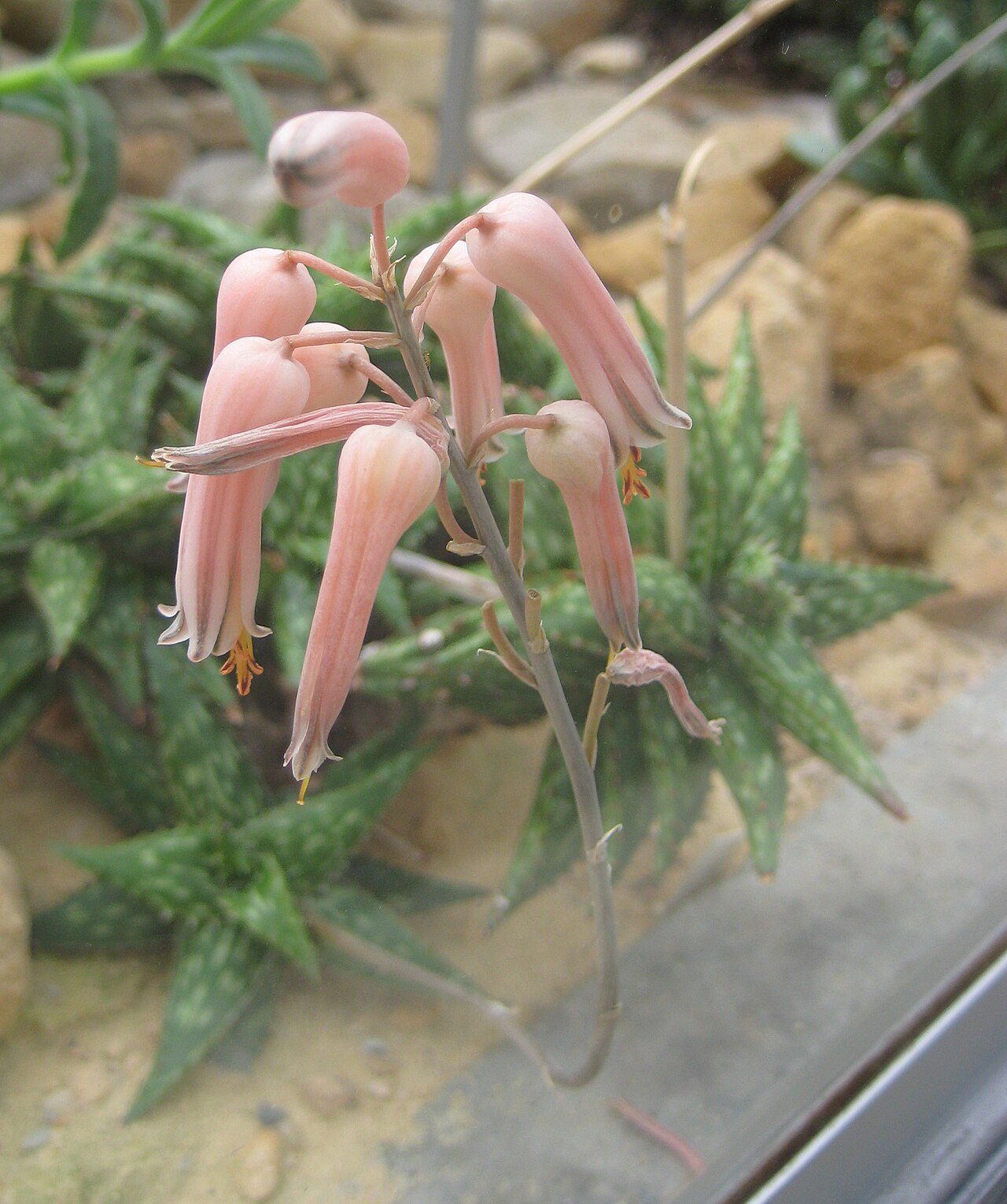Aloe jucunda: Aloe jucunda im Botanischen Garten Dresden