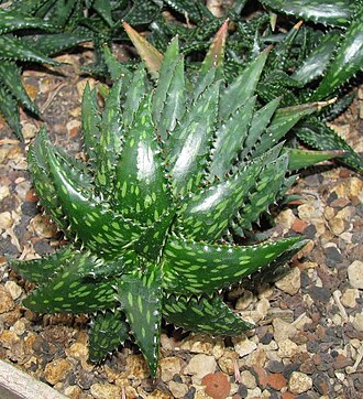 Aloe jucunda: Aloe jucanda, Botanical Garden heidelberg