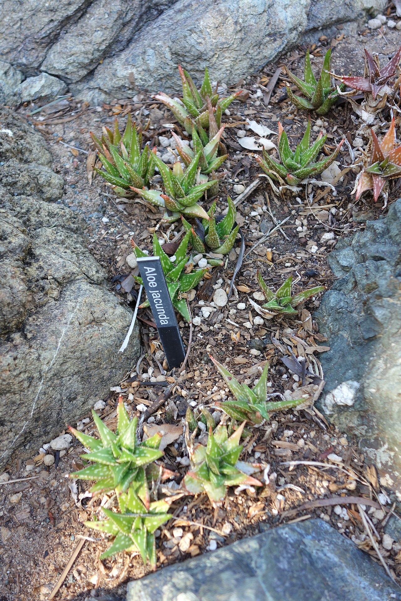 Aloe jucunda: Botanical specimen in Leaning Pine Arboretum, California Polytechnic State University, San Luis Obispo, California, USA.