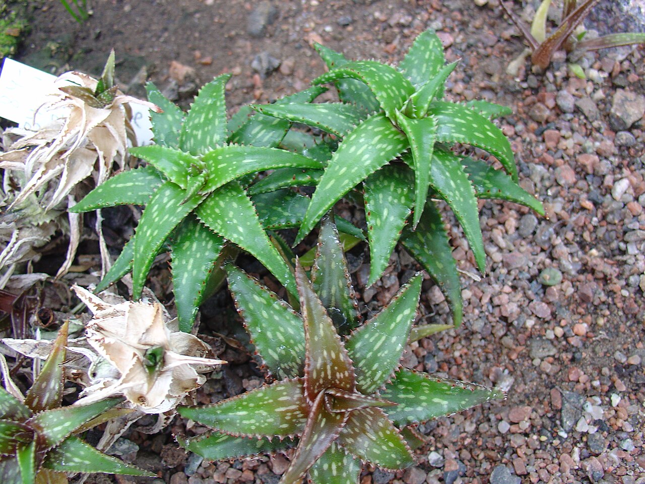 Aloe jucunda (Aloe jucunda)