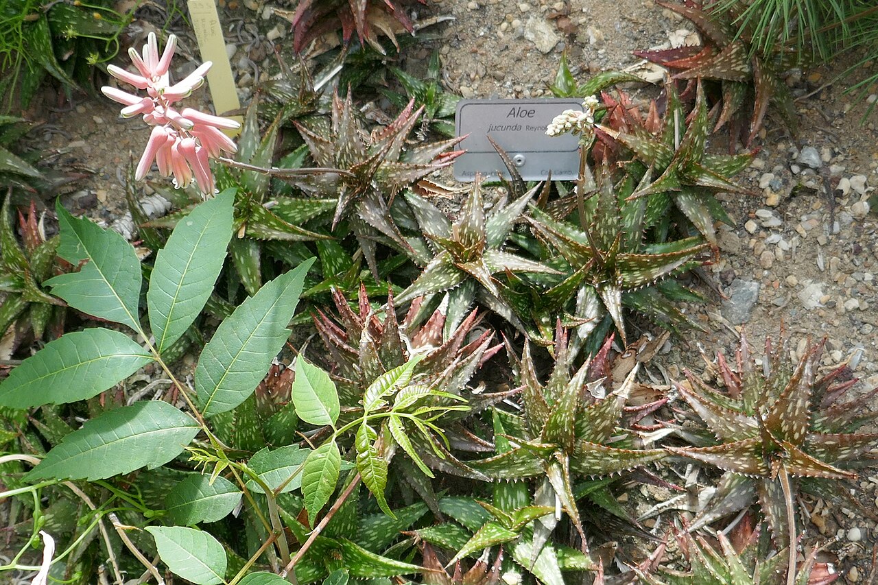 Aloe jucunda: Aloe jucunda Reynolds Jardin des plantes de Nantes.