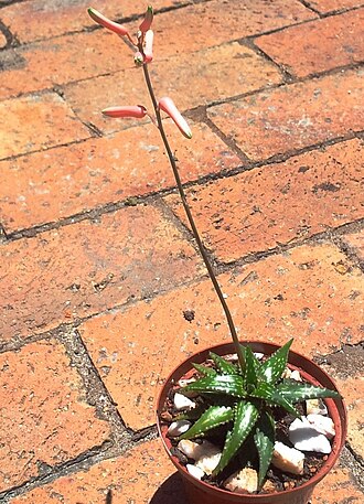 Aloe jucunda: Young Aloe jucunda in flower