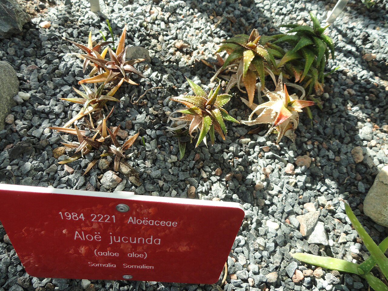 Aloe jucunda: Botanical specimen. The University of Helsinki Botanical Garden at Kaisaniemi