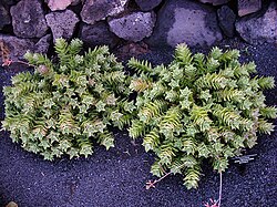 Aloe juvenna: Aloe juvenna