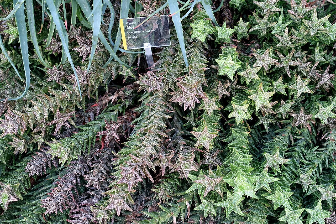 Aloe juvenna: Mislabelled Botanical specimen in Wilhelma Zoo - Stuttgart, Germany.