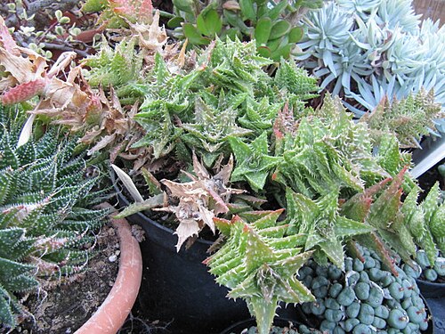 Aloe juvenna: Aloe juvenna