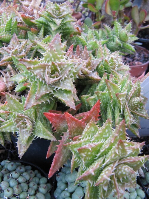 Aloe juvenna: Aloe juvenna