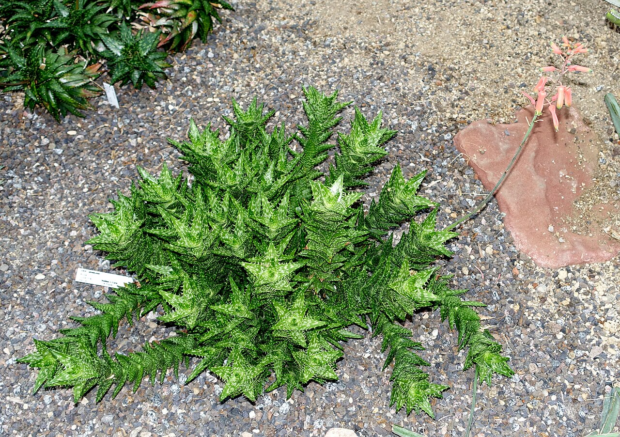 Aloe juvenna: Botanical specimen in the Botanischer Garten - Heidelberg, Germany.
