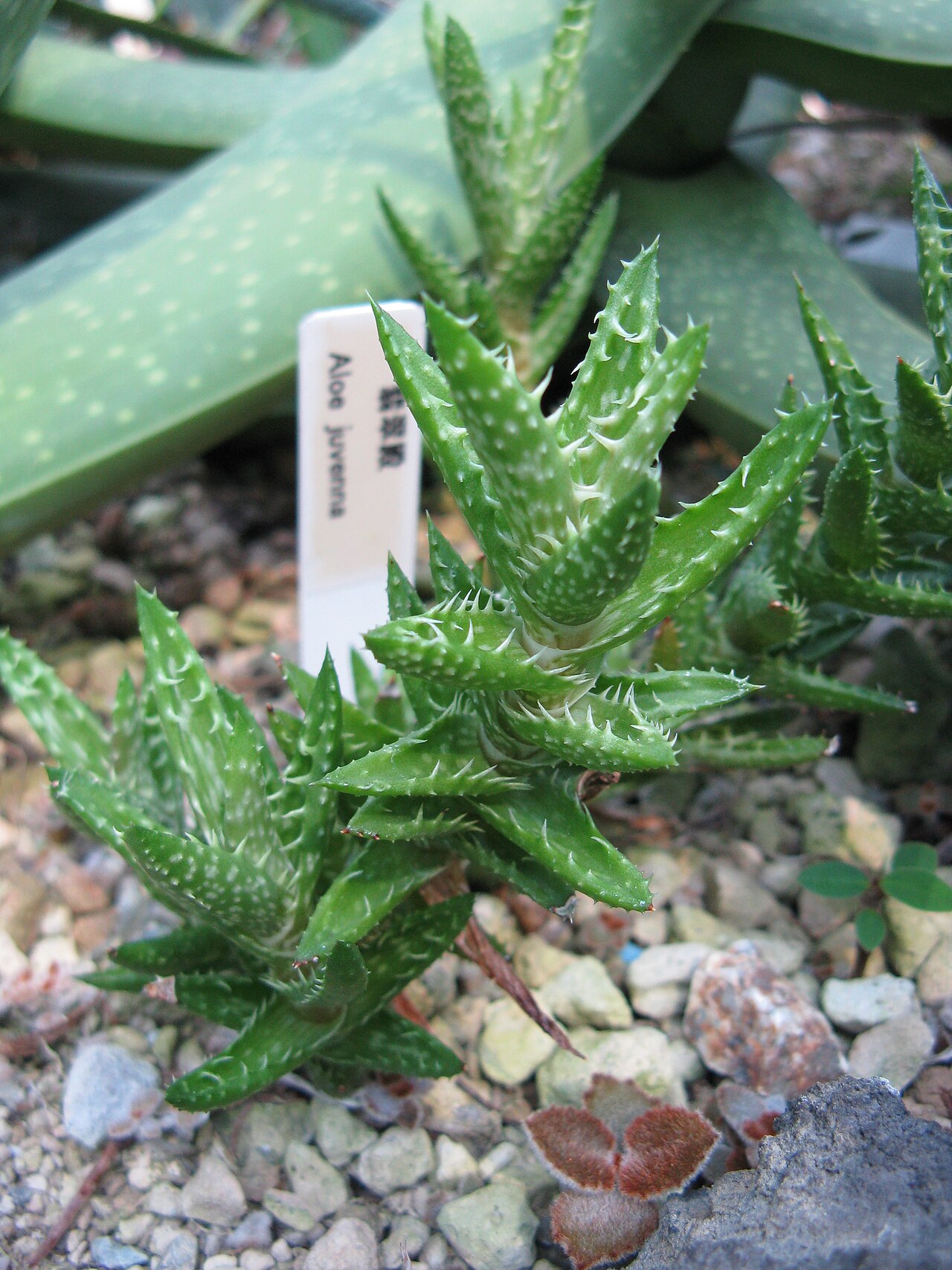 Aloe juvenna: Aloe juvenna Place:Osaka Prefectural Flower Garden,Osaka,Japan
