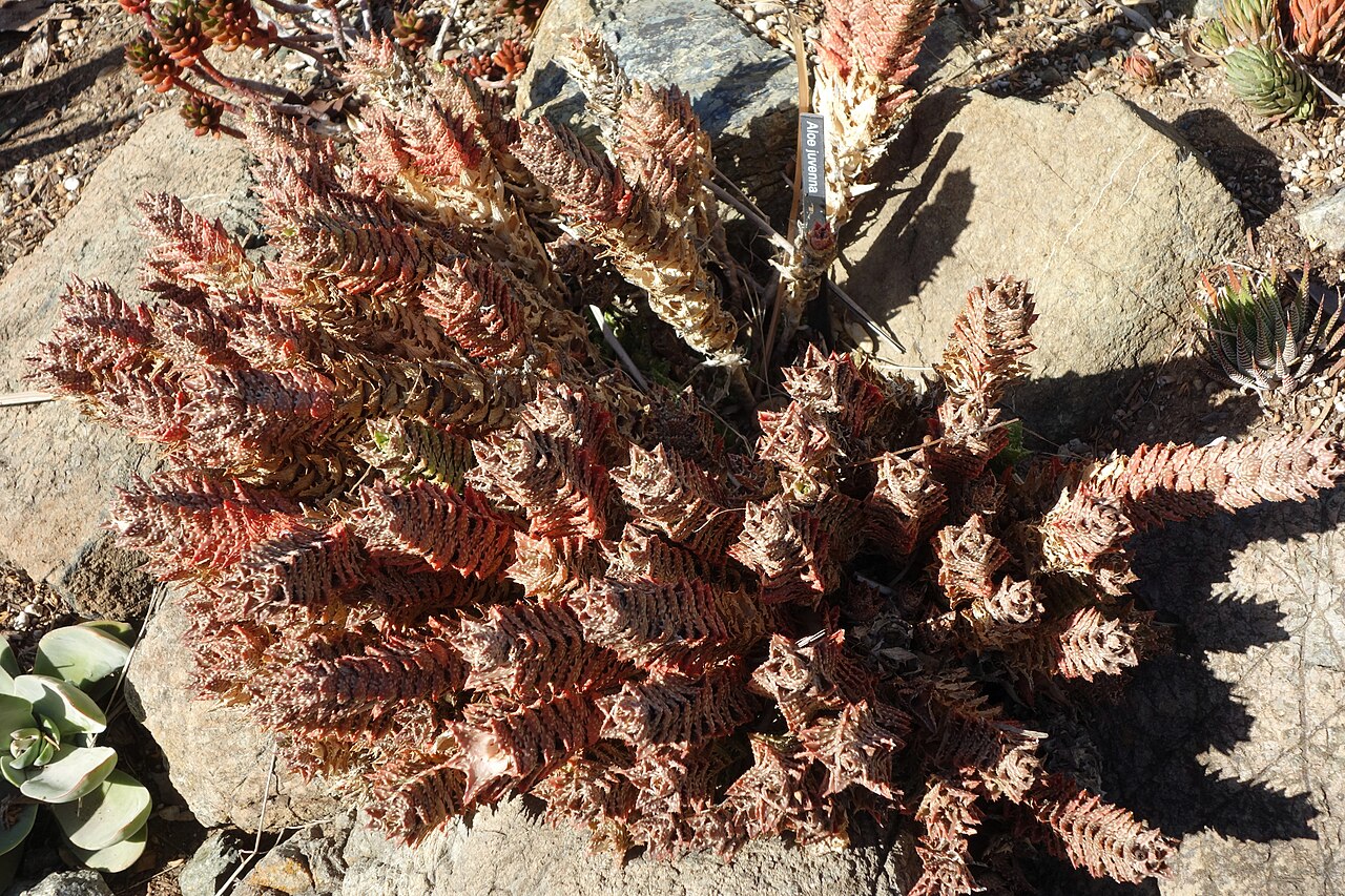 Aloe juvenna: Botanical specimen in Leaning Pine Arboretum, California Polytechnic State University, San Luis Obispo, California, USA.