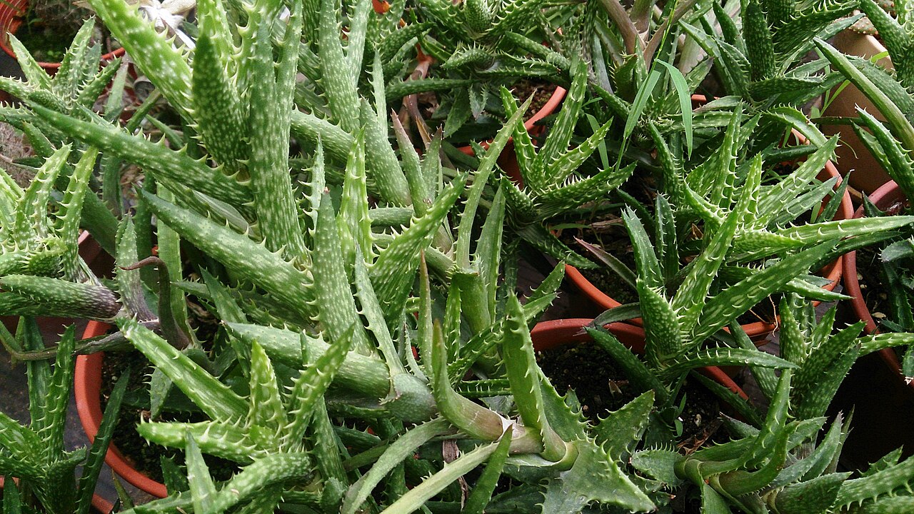 Aloe juvenna: Cactus Aloe