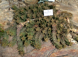 Aloe juvenna: Aloe juvenna, Botanic Garden Munich.