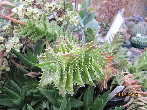 Aloe juvenna: This is the name as written on the label ... I'm not sure it is correct. From Wikipedia - Aloe, also written Aloë, is a genus containing about four hundred spec