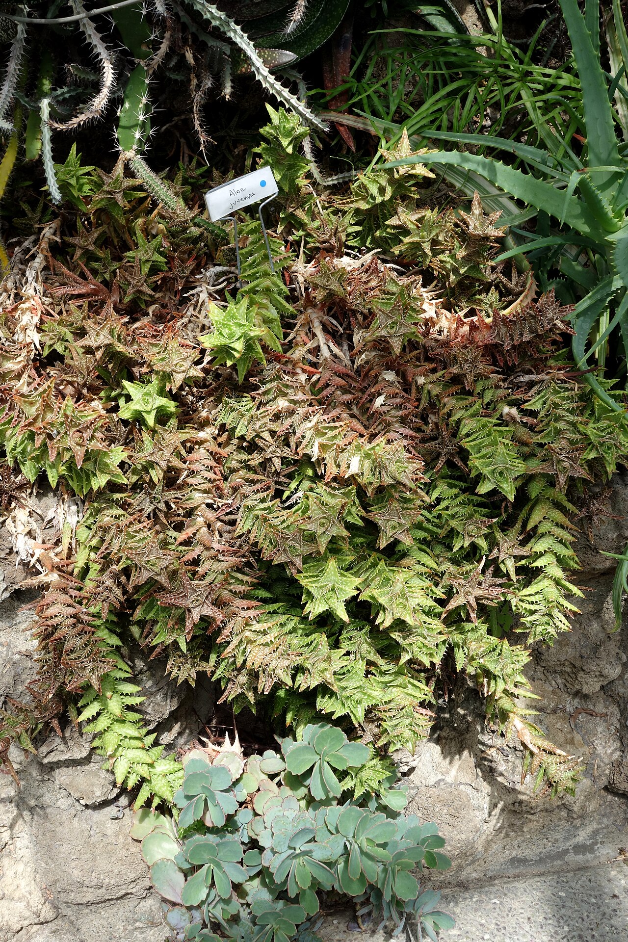 Aloe juvenna: Botanical specimen in Krohn Conservatory, Eden Park, Cincinnati, Ohio, USA.
