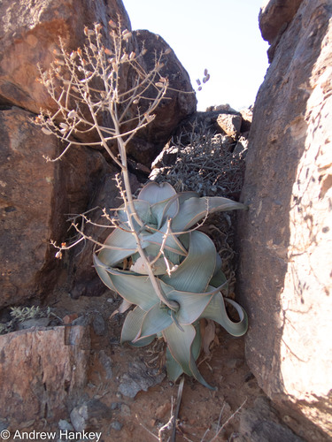 Aloe karasbergensis (Aloe karasbergensis)