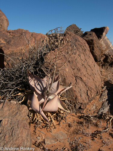 Aloe karasbergensis (Aloe karasbergensis)