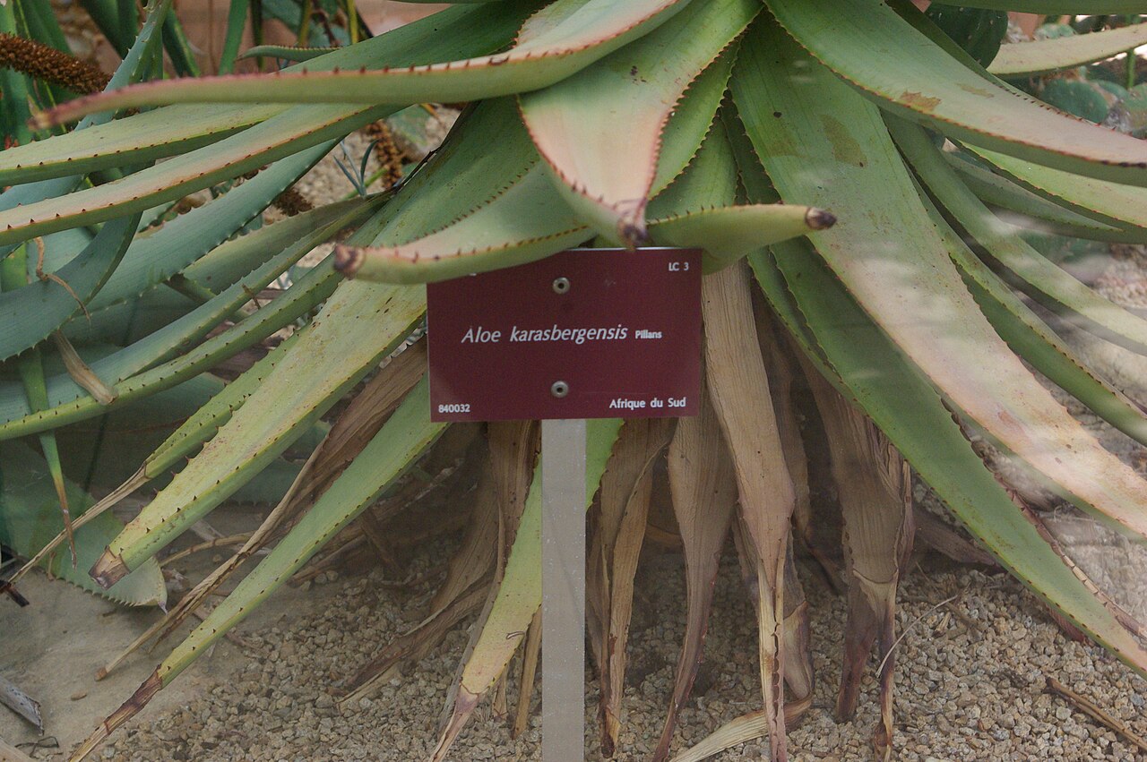 Aloe karasbergensis: Aloe karasbergensis, Conservatoire botanique national de Brest