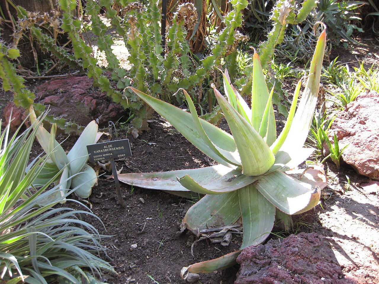 Aloe karasbergensis: Photographed at Huntington Gardens (Los Angeles) in March