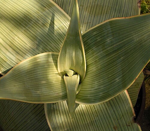 Aloe karasbergensis: Aloe striata
