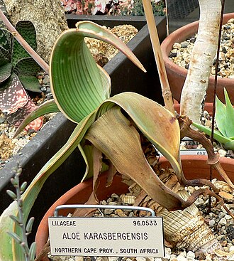 Aloe karasbergensis: Photo of Aloe karasbergensis at the University of California Botanical Garden