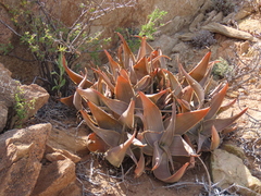 Aloe karasbergensis (Aloe karasbergensis)