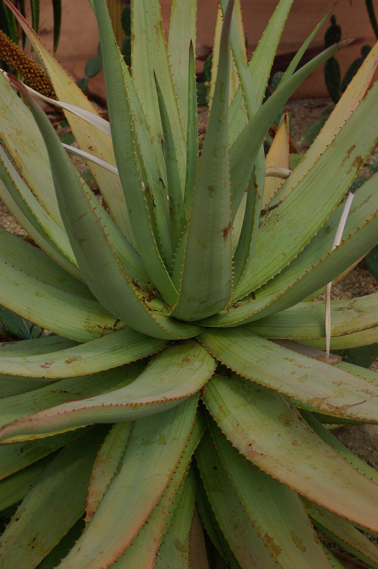 Aloe karasbergensis: Aloe karasbergensis, Conservatoire botanique national de Brest
