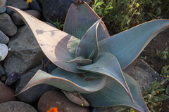 Aloe karasbergensis (Aloe karasbergensis)