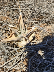 Aloe karasbergensis (Aloe karasbergensis)
