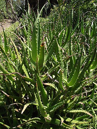 Aloe kedongensis: Aloe kedongensis at the Los Angeles County Arboretum, Arcadia, California, USA. Identified by sign.