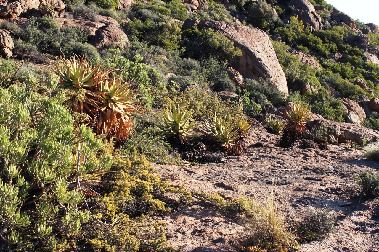 Namaqua aloe: Khamiesberg aloe