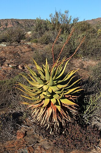 Namaqua aloe: Khamiesberg aloe