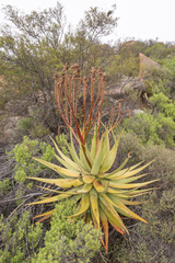 Namaqua aloe (Aloe khamiesensis)