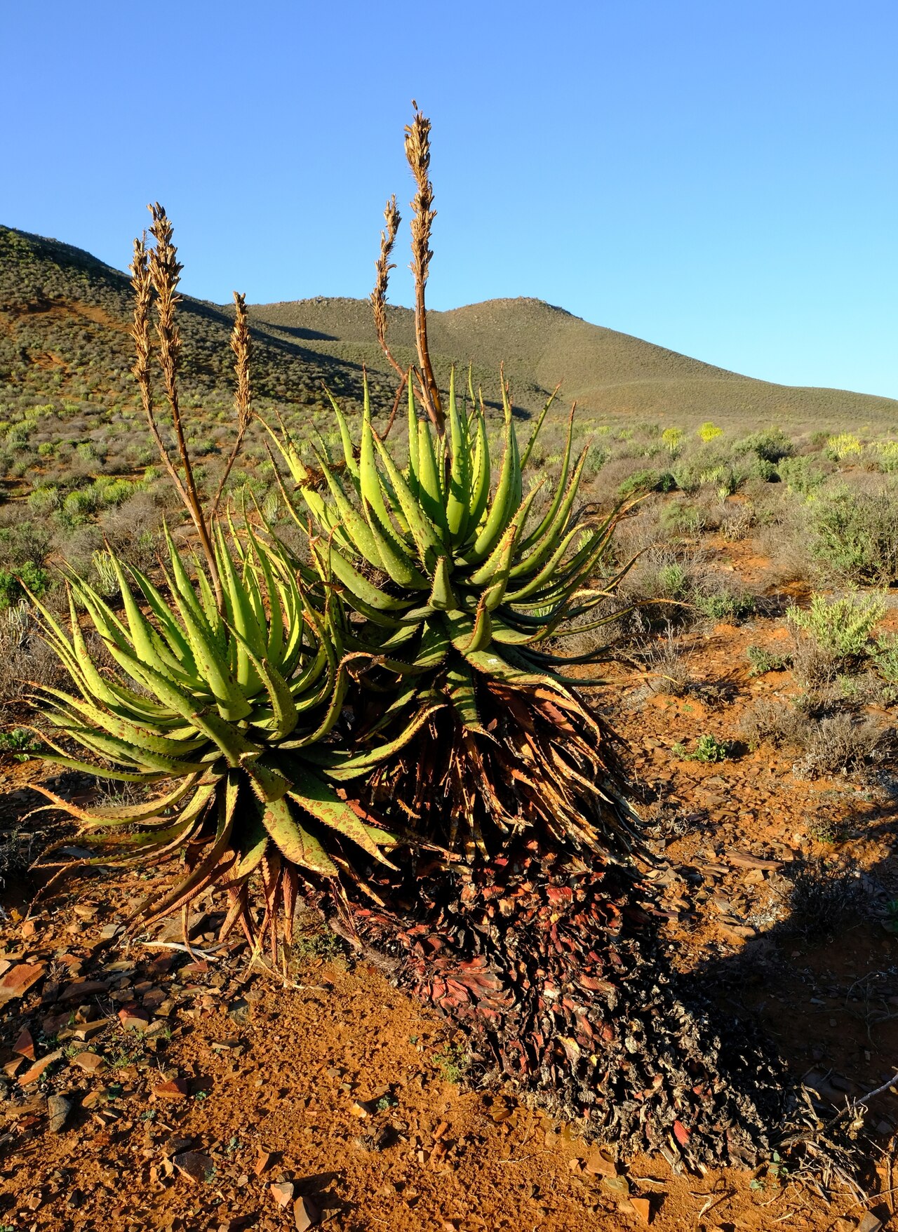 Namaqua aloe: Khamiesberg aloe