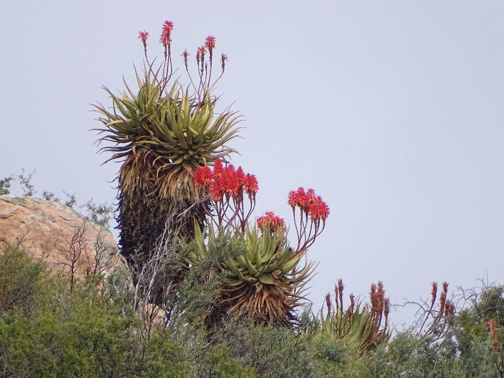 Namaqua aloe (Aloe khamiesensis)