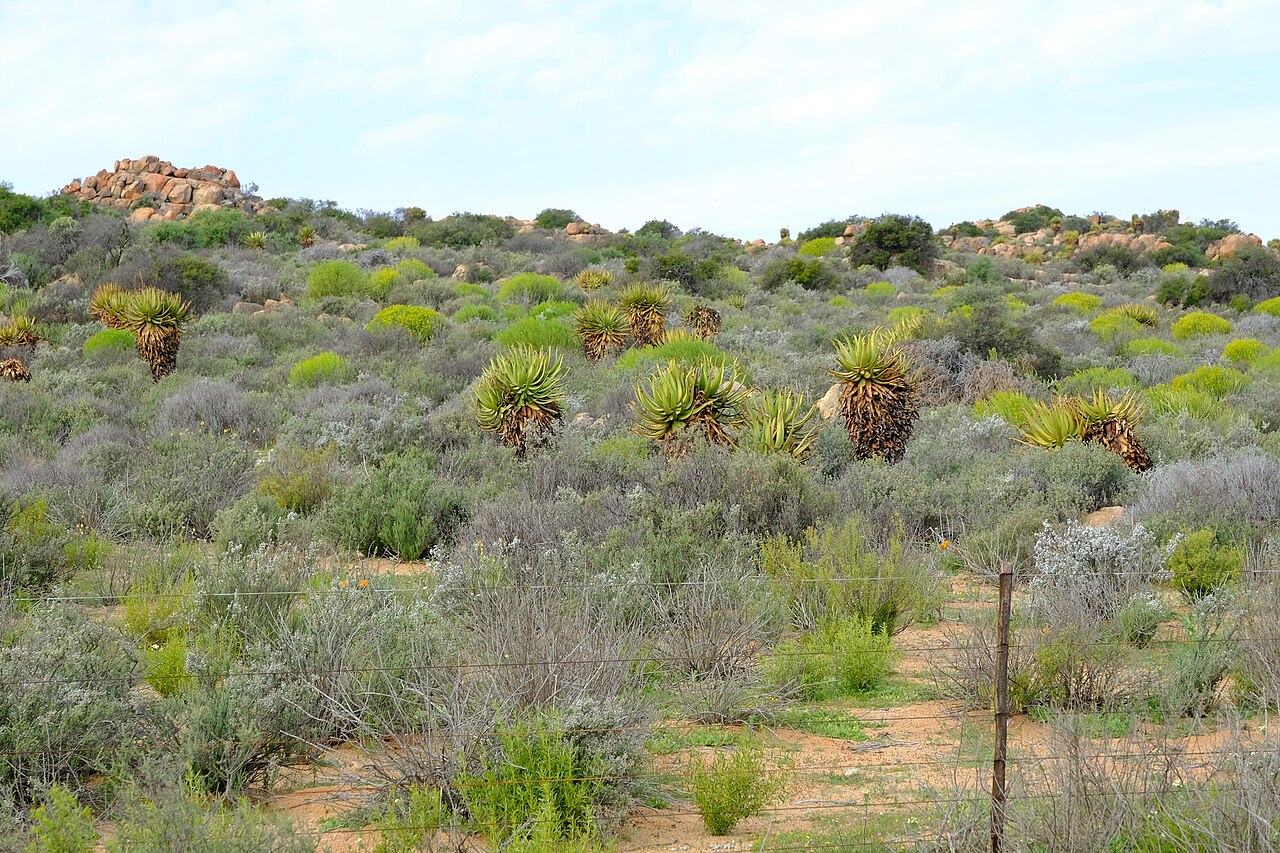 Namaqua aloe: Khamiesberg aloe