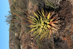 Namaqua aloe (Aloe khamiesensis)